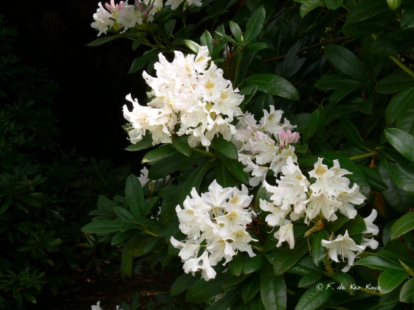 Bois des Moutiers (39) Mai 2012